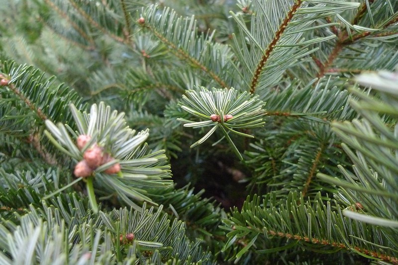 Je bekijkt nu Koop een duurzame kerstboom in Rotterdam