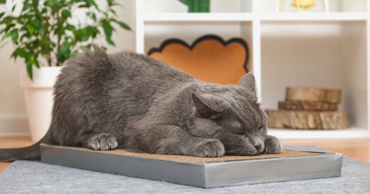 Je bekijkt nu Kattenliefde in huis: praktische must-haves voor een stijlvol interieur